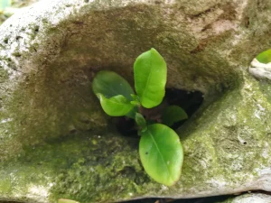 sapling