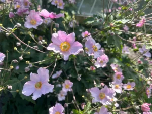 windflowers