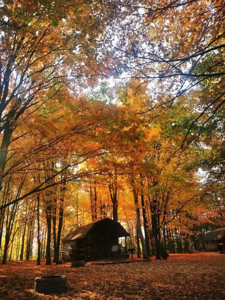 forest